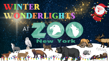 Winter Wonderlights At Zoo New York